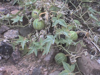 [Five melons attached to the vine. Looks like a bunch of green basketballs lying on the ground.]